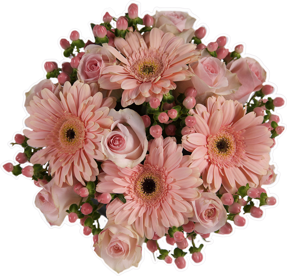 Peach Cobbler - Barberton Daisy (1000x1000), Png Download