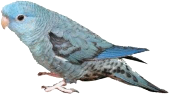 Image - Hatoful Boyfriend (1280x1280), Png Download