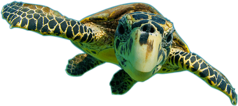 Donate To Support The Future - Poster: Relanzon's Sea Turtle, Swimming Underwater, (1000x600), Png Download