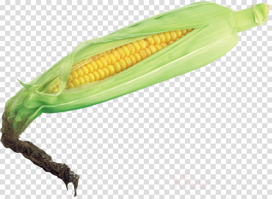 Transparent Background Corn Png Clipart Corn On The - Dry Bay Leaf Png (900x660), Png Download