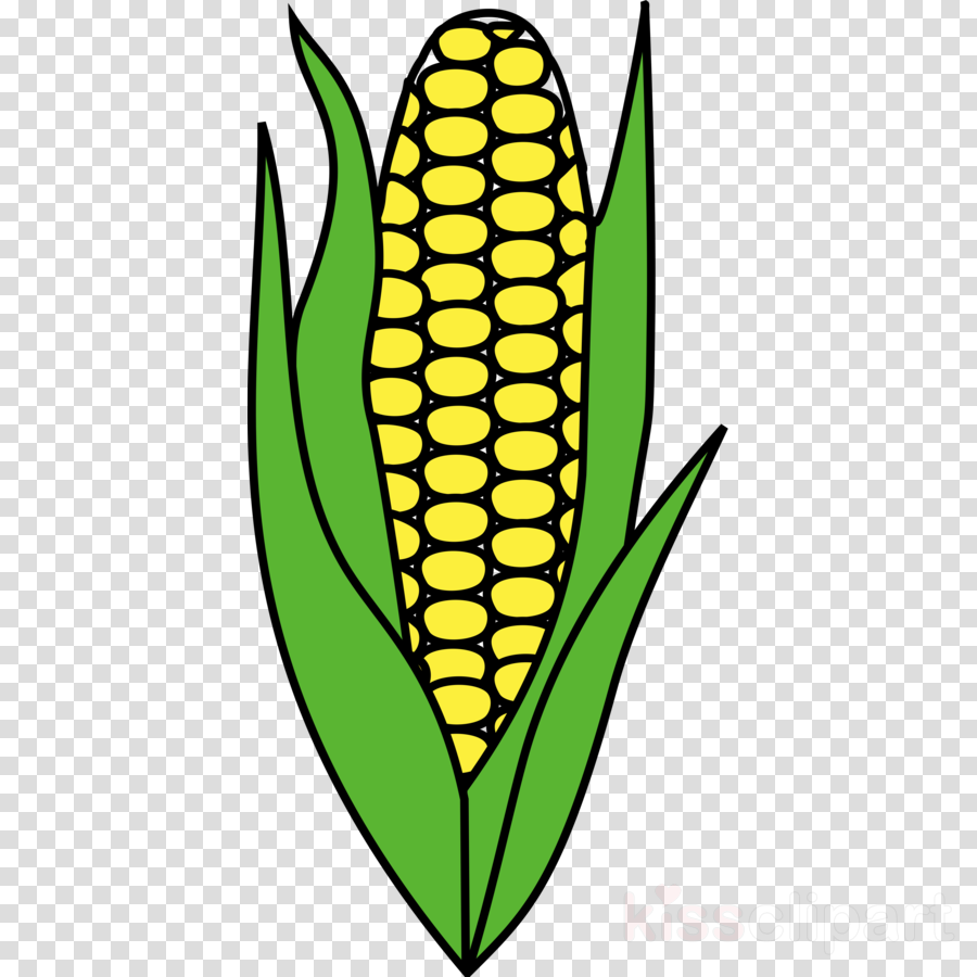 Maize Clipart Corn On The Cob Candy Corn - Maize (900x900), Png Download