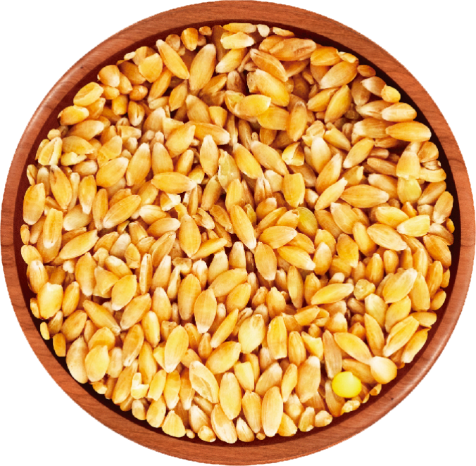 Wheat - Einkorn Seeds (676x662), Png Download