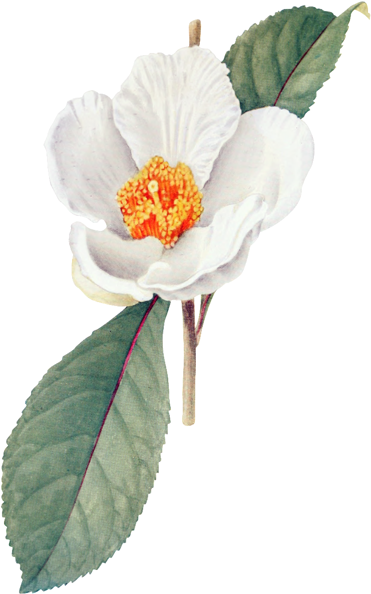 White Hd Gorgeous Vintage Painted Flowers (1024x1280), Png Download