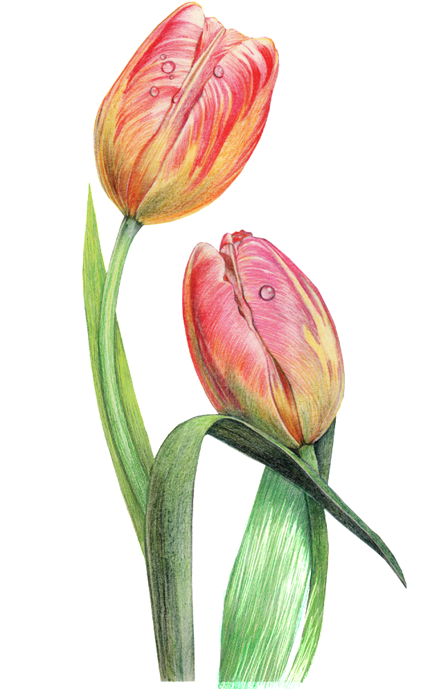 This Graphics Is Dewdrop Decorative Pattern About Flowers, (1024x1024), Png Download