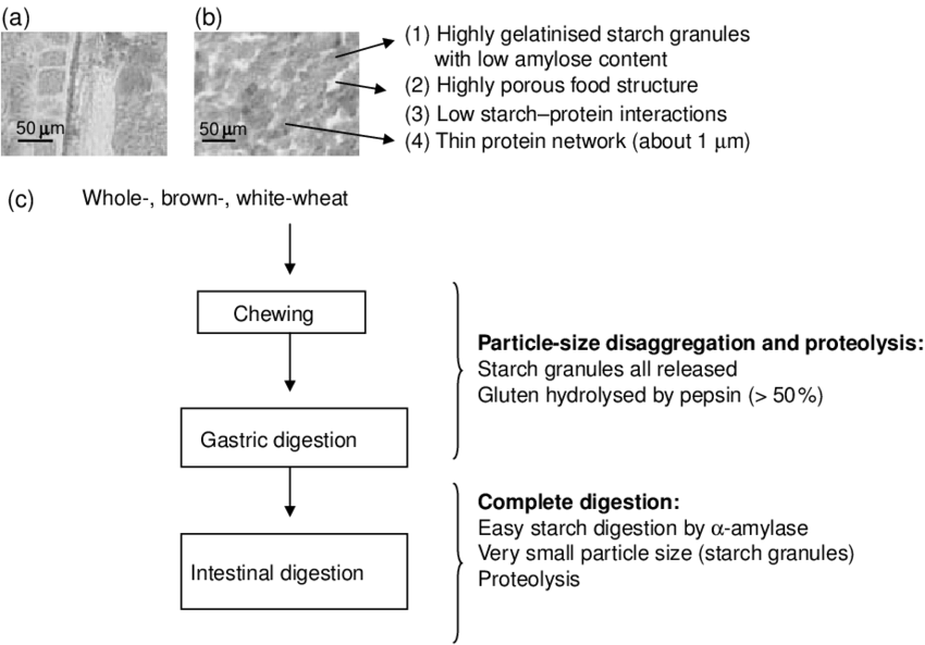 The Different Steps In Bread Digestion - Bread (850x593), Png Download