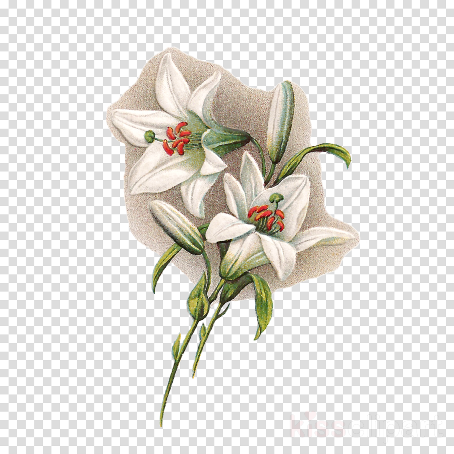 Easter Lilies With Transparent Background Clipart Easter - Easter Lilies With Transparent Background (900x900), Png Download