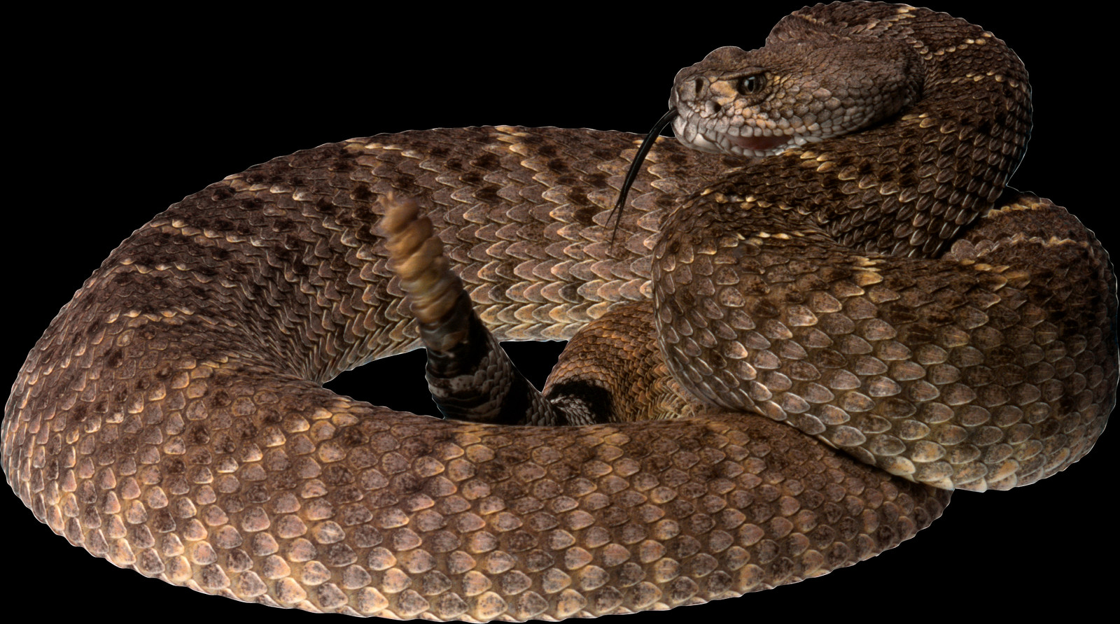Free Snake Png Images - Eastern Diamondback Rattlesnake Png (1600x892), Png Download