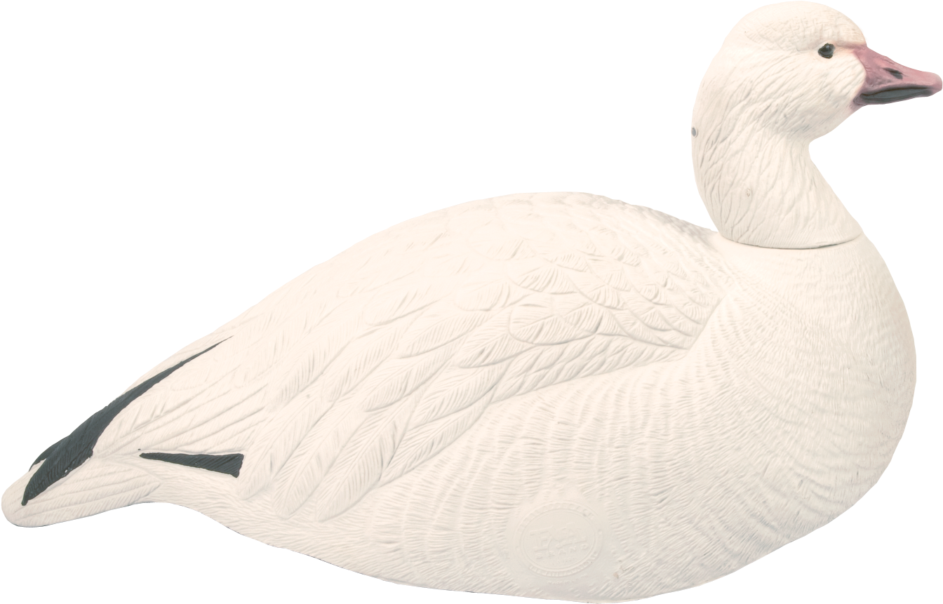 Snow Shells (1890x1135), Png Download