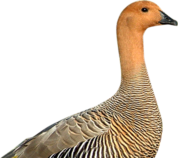 Geese - Canvasback Duck (1100x700), Png Download