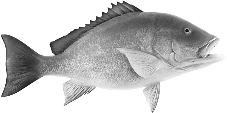 Grilled Whole Snapper - Pargo Png (1024x511), Png Download