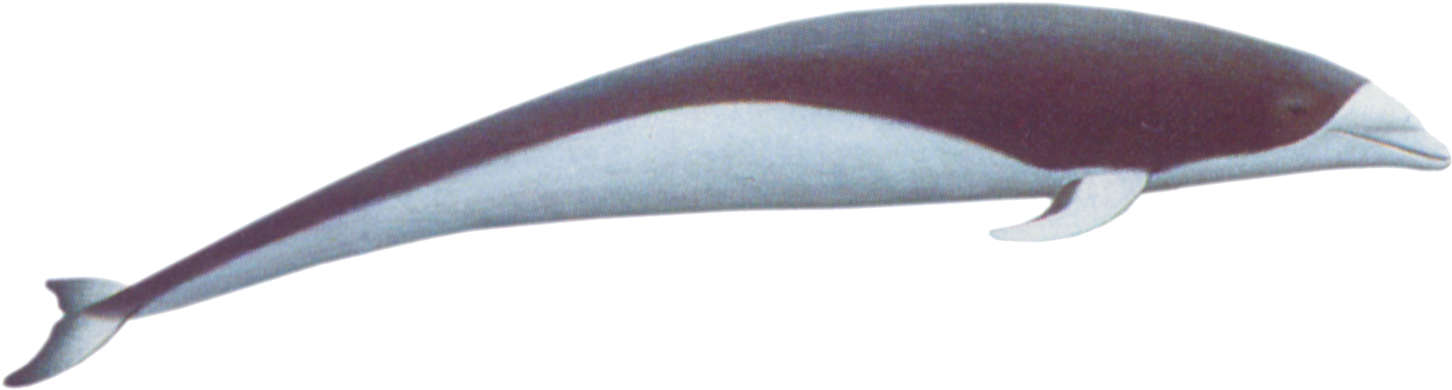 Transparent Whale Right Clipart Free Library - South Atlantic Right Whales (1700x613), Png Download