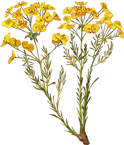 Common Tansy (472x760), Png Download