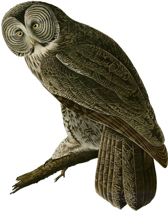100 Years Of Connecting People To Birds And Nature - James Audubon Art Owl (589x738), Png Download