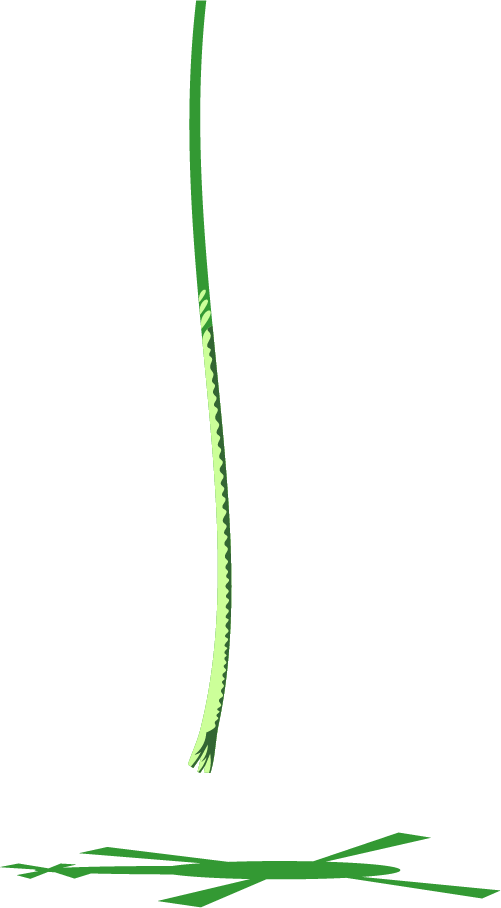 Bangle (501x908), Png Download