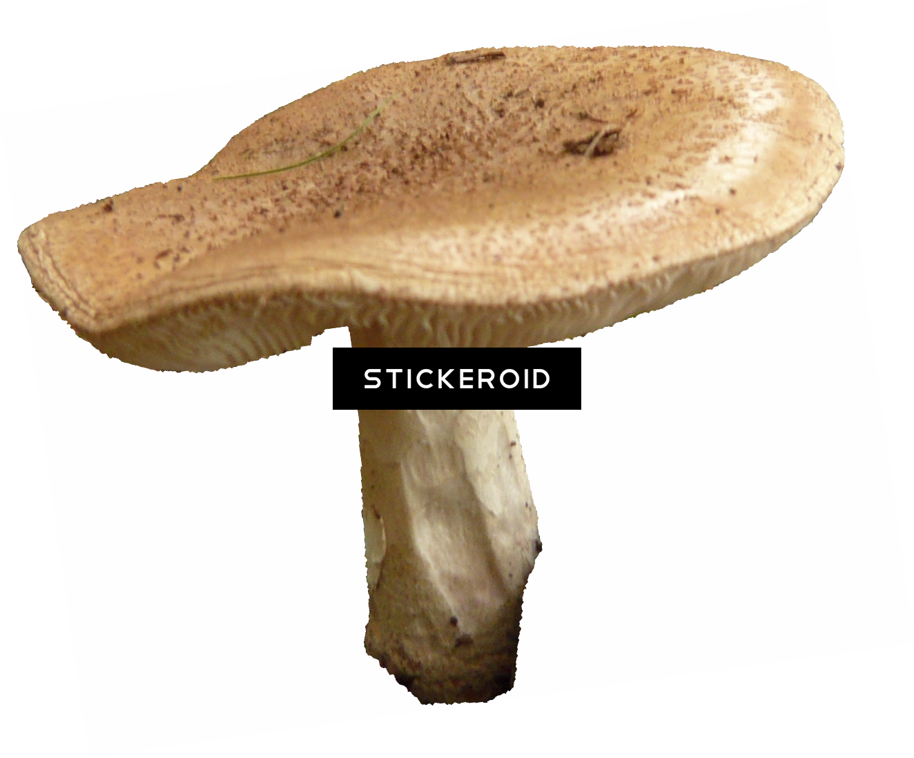 Mushroom - Shiitake (1324x1097), Png Download