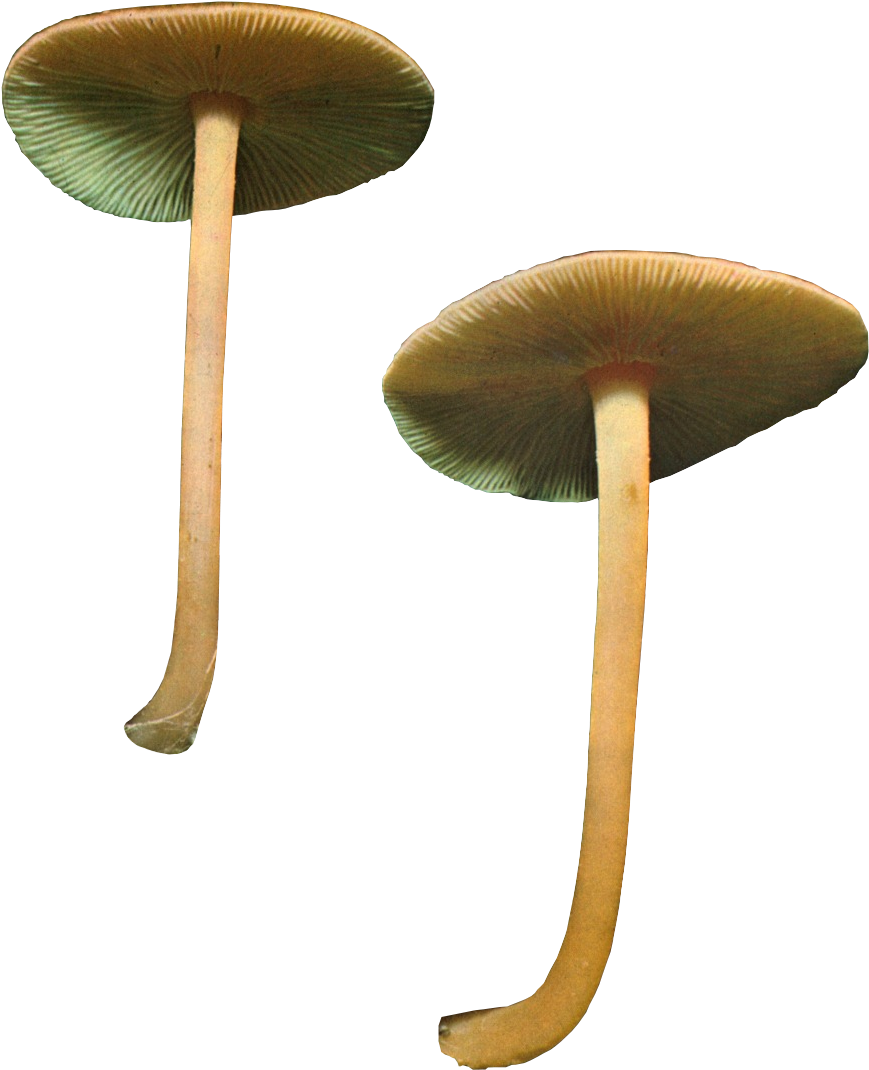 Imagetagged Mushroom, Png, Transparentleave A Comment (910x1118), Png Download