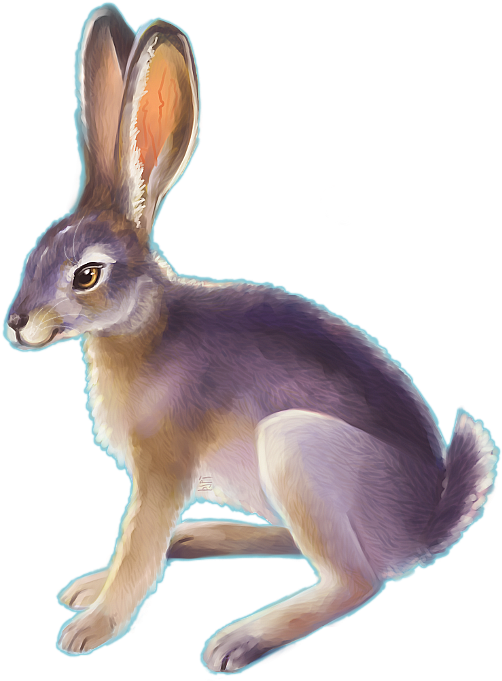 Jackrabbit By Teacup Elbows - Conejo Del Desierto Dibujo (526x697), Png Download