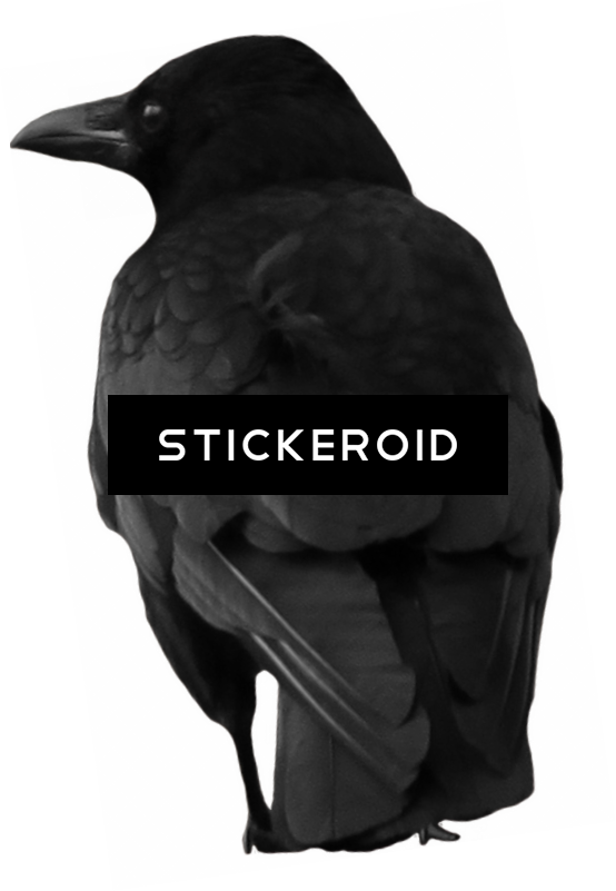 Crow - Raven (554x801), Png Download