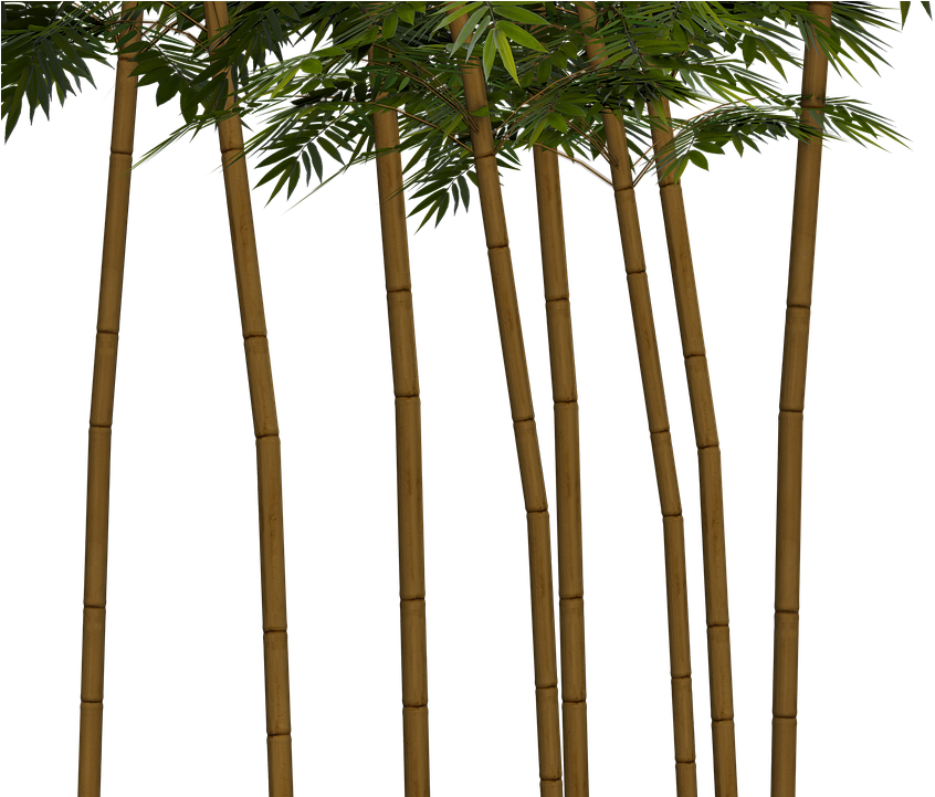 Bamboo Plant Wellness Digital Art (960x720), Png Download