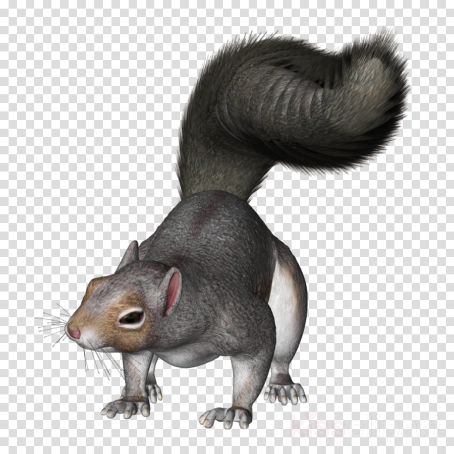 Grey Squirrel Png Clipart Eastern Gray Squirrel Clip - Clip Art Gray Squirrel (900x900), Png Download