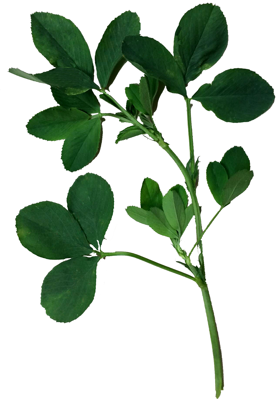 Alfalfa Vaquera - Alfalfa Png (904x1300), Png Download