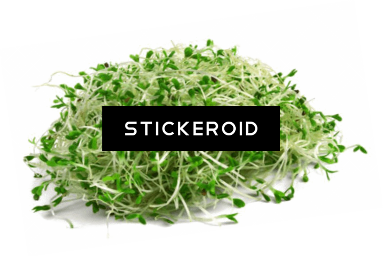 Alfalfa Food Plant - Sprouts And Sprout Seeds (775x520), Png Download