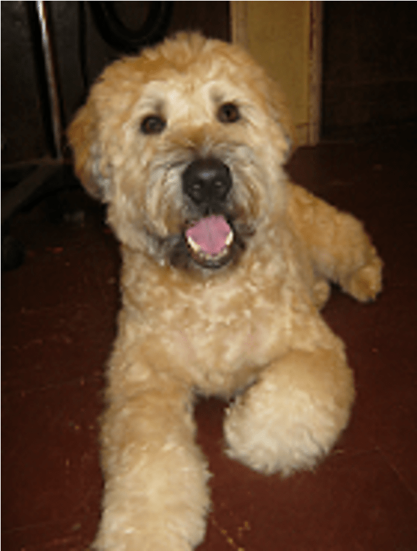 Poodle Clip Goldendoodle Banner Library Stock - Labradoodle (800x800), Png Download