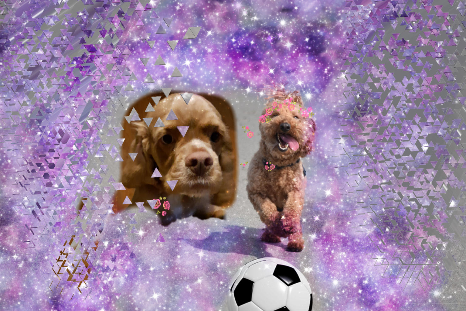 Goldendoodle (1535x1024), Png Download