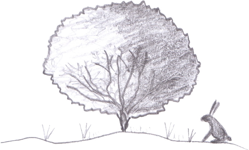 Eventual Size Of Ginkgo Biloba 'troll' - Gum Trees (849x511), Png Download