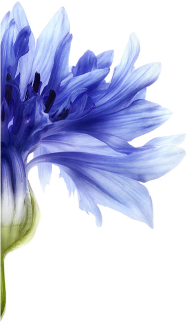 This Plant-based Pigment Reduces Yellowing And Provides - Shampoo (720x848), Png Download