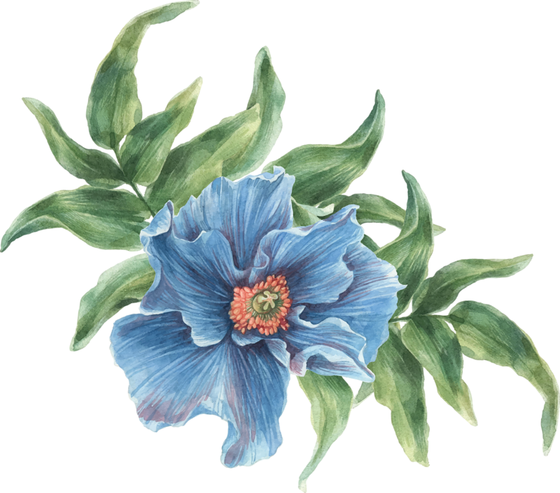 Фото, Автор ✿lili@ ✿ На Яндекс - Colorful Flowers Collage Watercolors Oval Ornament (800x704), Png Download