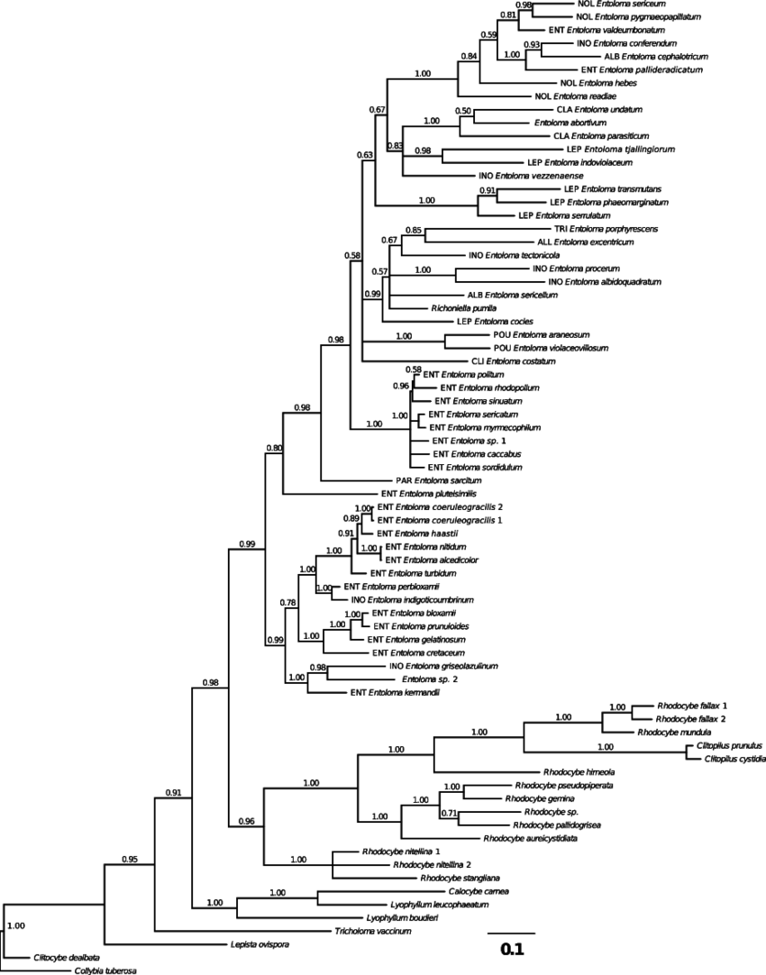 Indicated Above The Branch - Document (850x1082), Png Download
