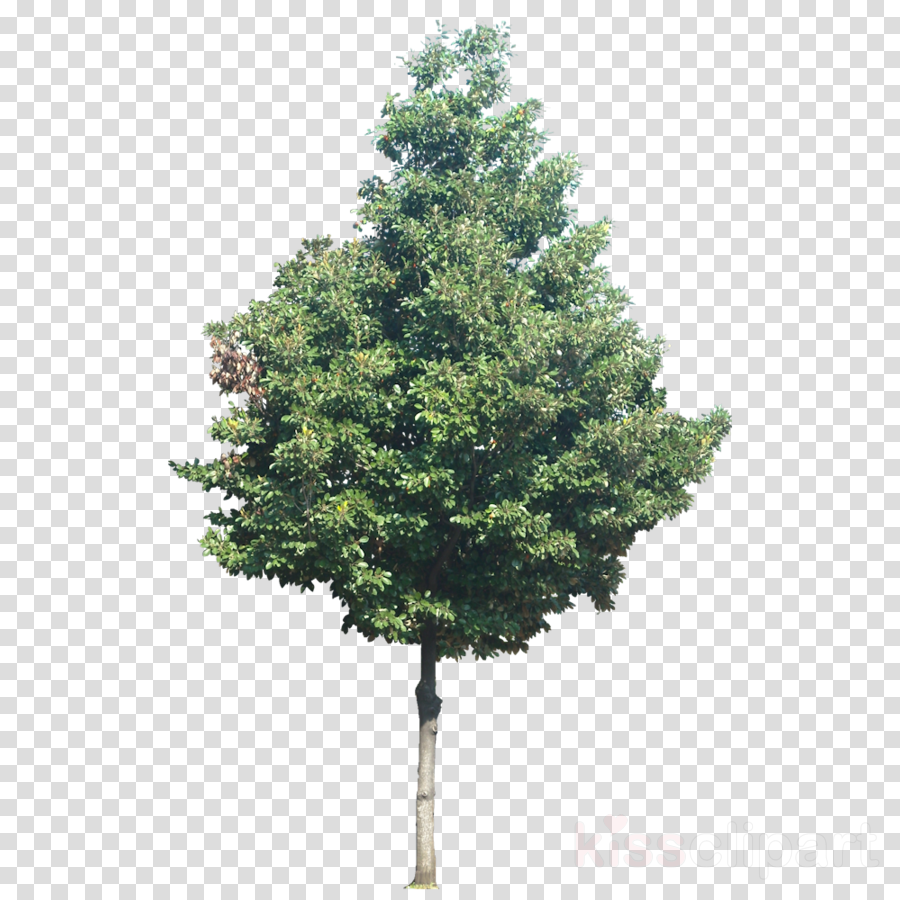 Tree Jpg No Background (900x900), Png Download