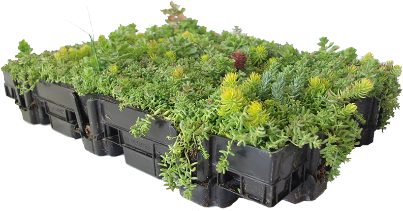 Home > Green Roofing > Extensive (800x435), Png Download