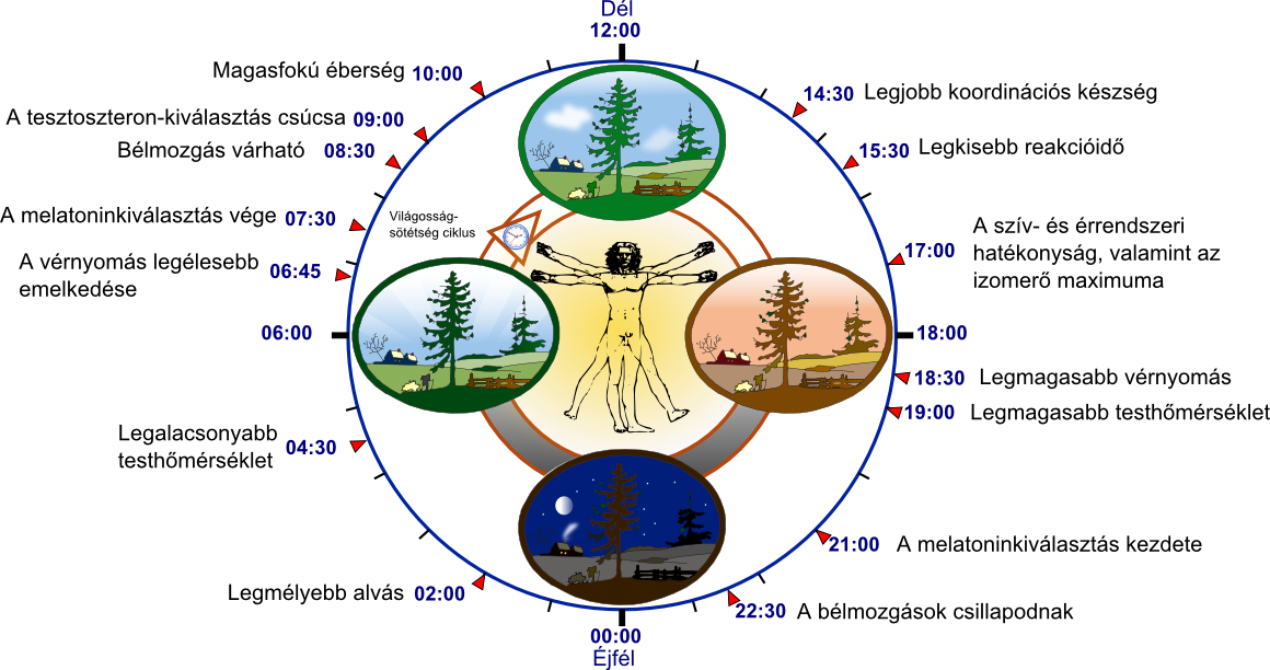 Technological Aryans - Circadian Rhythm (1160x612), Png Download