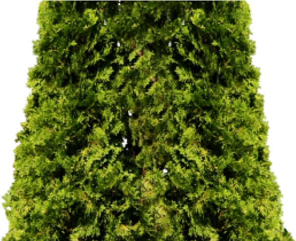 Fir Clipart Ashoka Tree (640x480), Png Download