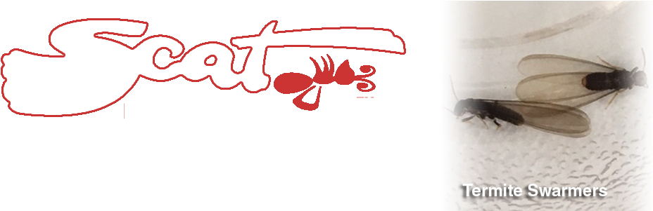 5-termite Swarmers - Termite (1145x300), Png Download