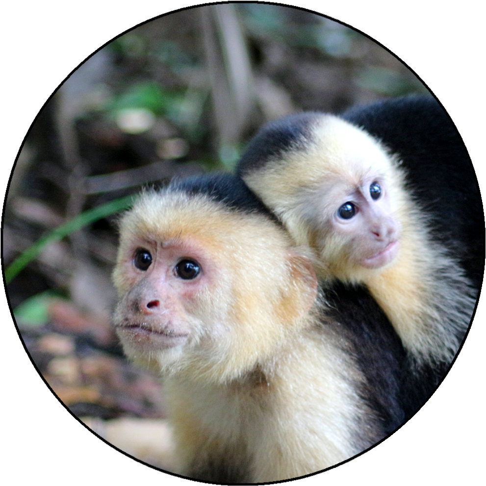 Parque Nacional Manuel Antonio (997x1000), Png Download