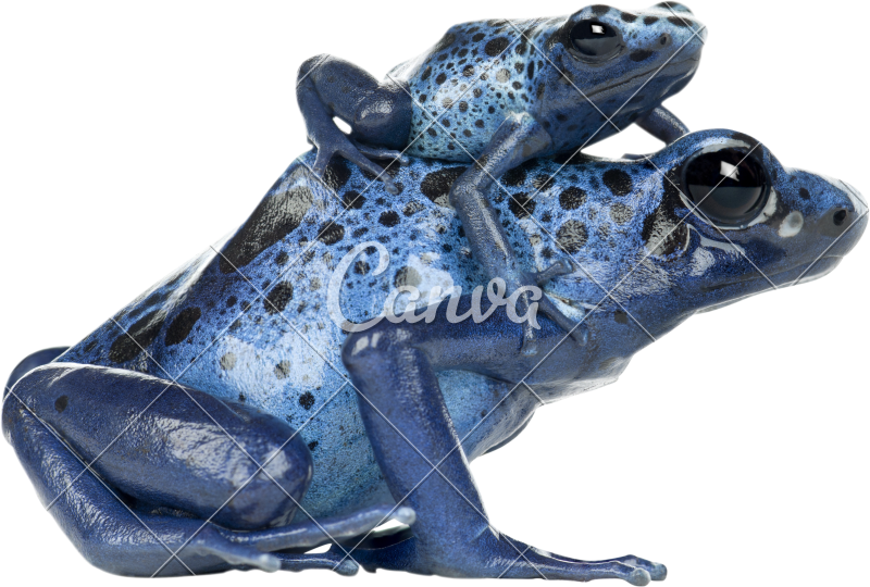 Poison Dart Frog Transparent Png (800x540), Png Download