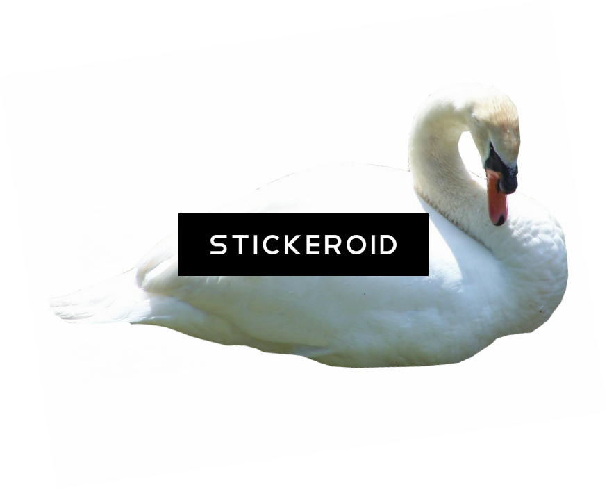 Bella Swan Twilight - Tundra Swan (874x705), Png Download