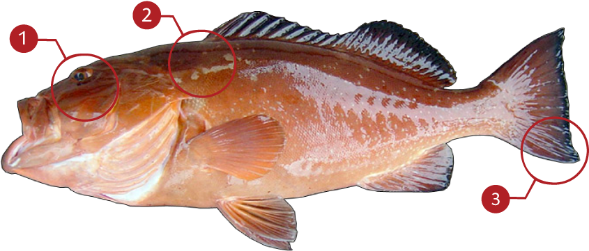 How To Identify A Red Grouper - Red Grouper (873x369), Png Download