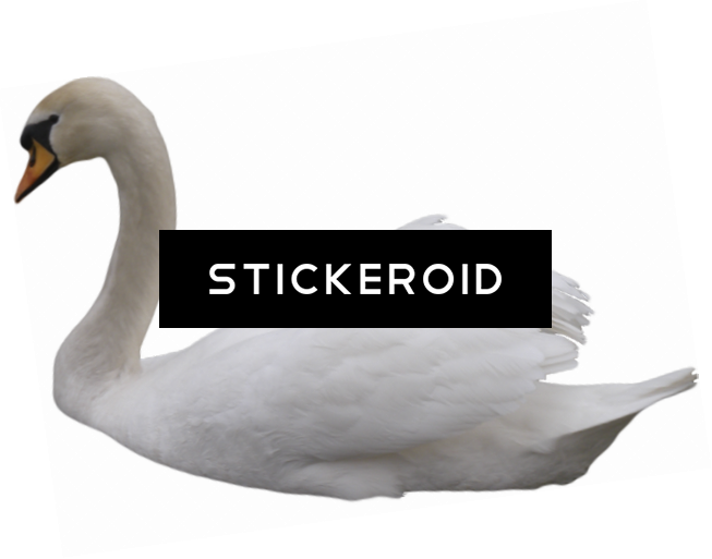 Black Swan - Tundra Swan (653x513), Png Download