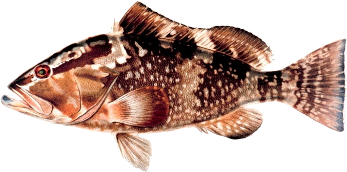 Red Grouper - Grouper (700x441), Png Download