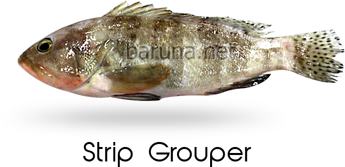 Bass (886x472), Png Download