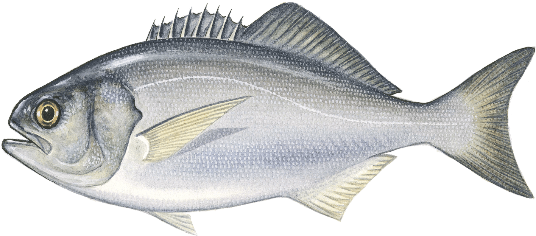 Bluenose - Grouper (1800x792), Png Download