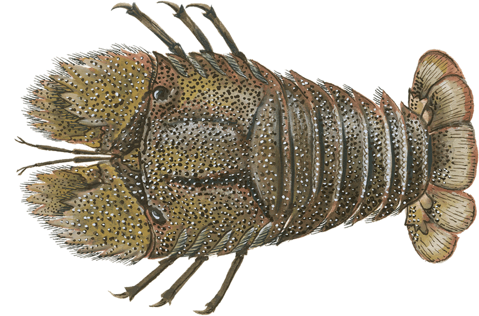 Lobster, Slipper - Pest (983x650), Png Download