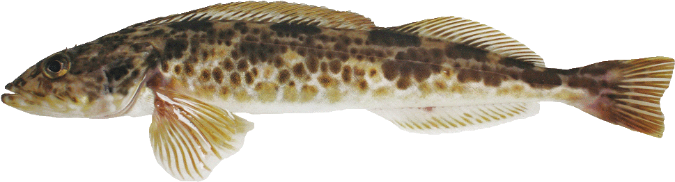 Cod, Ling - Lunge (1000x452), Png Download