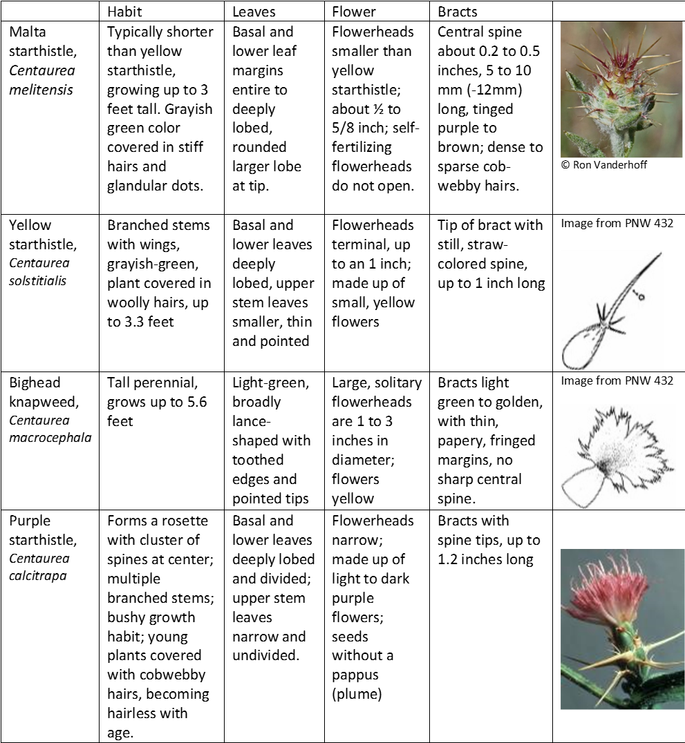 Malta Comparison-table - Malta (990x1105), Png Download