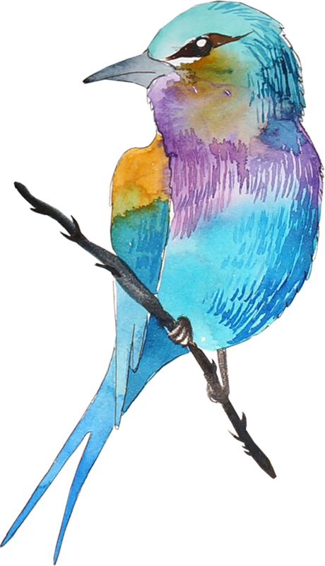 Birds, Birds, Drawing, Png, Color - Dessin De Oiseau En Couleur (460x800), Png Download