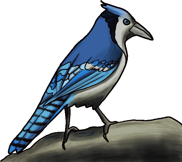 How To Draw A Blue Jay Step By Step - Blue Jay Cartoon Drawing (600x600), Png Download